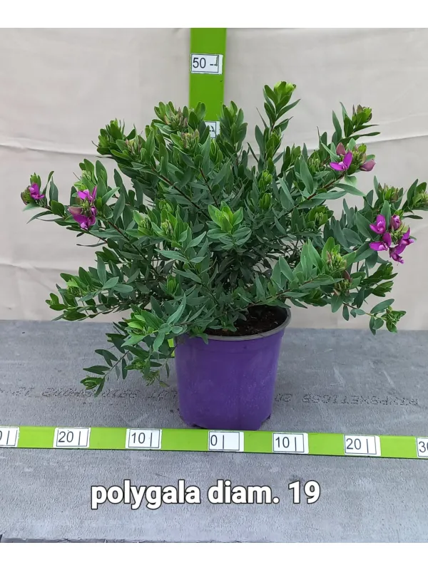 Poligala v18 V. 18 cm - Riviera Quality Società Agricola Cooperativa