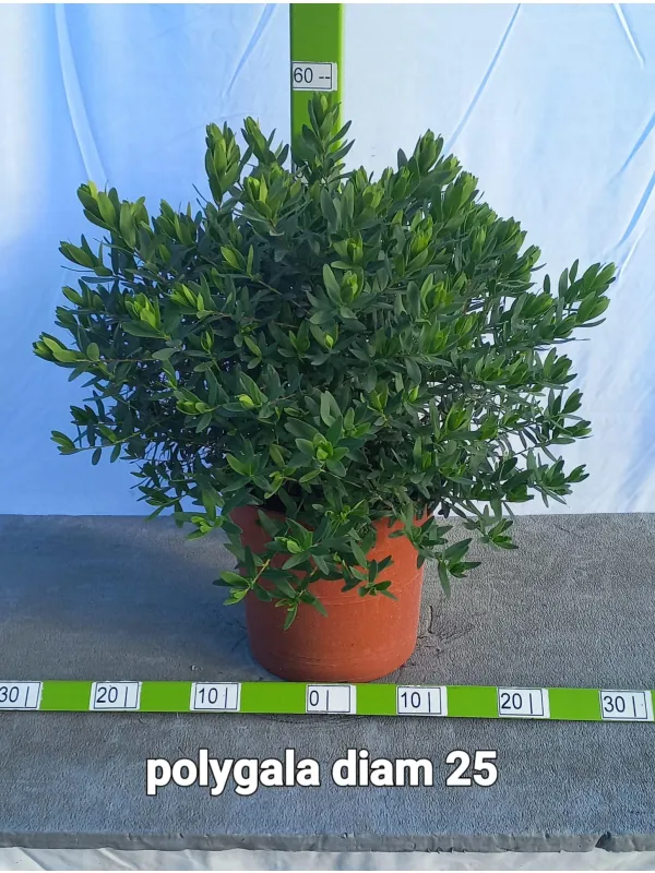 Poligala v25 V. 25 cm - Riviera Quality Società Agricola Cooperativa