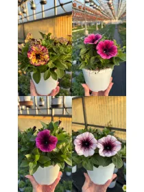 Potunia 14 V. 14 cm - Riviera Quality Società Agricola Cooperativa