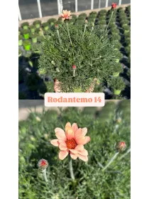 Rhodanthemum 14 V. 14 cm - Riviera Quality Società Agricola Cooperativa