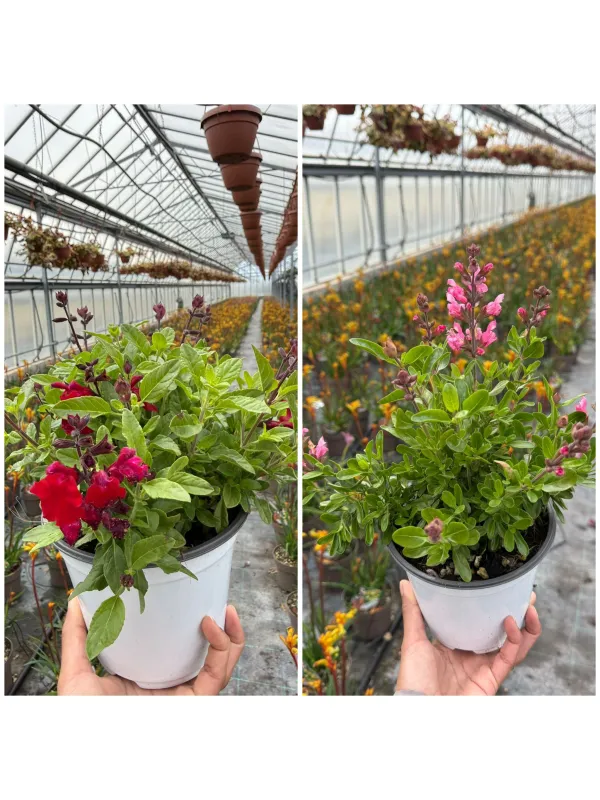 Salvia greggi 14 V. 14 cm - Riviera Quality Società Agricola Cooperativa