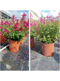 Salvia greggii 18 V. 21 cm - Riviera Quality Società Agricola Cooperativa