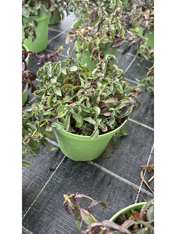 Saponaria 14 V. 14 cm - Riviera Quality Società Agricola Cooperativa