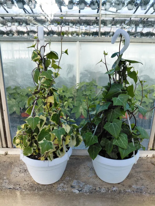 Senecio macroglossus bsk 16 V. 16 cm - Riviera Quality Società Agricola Cooperativa