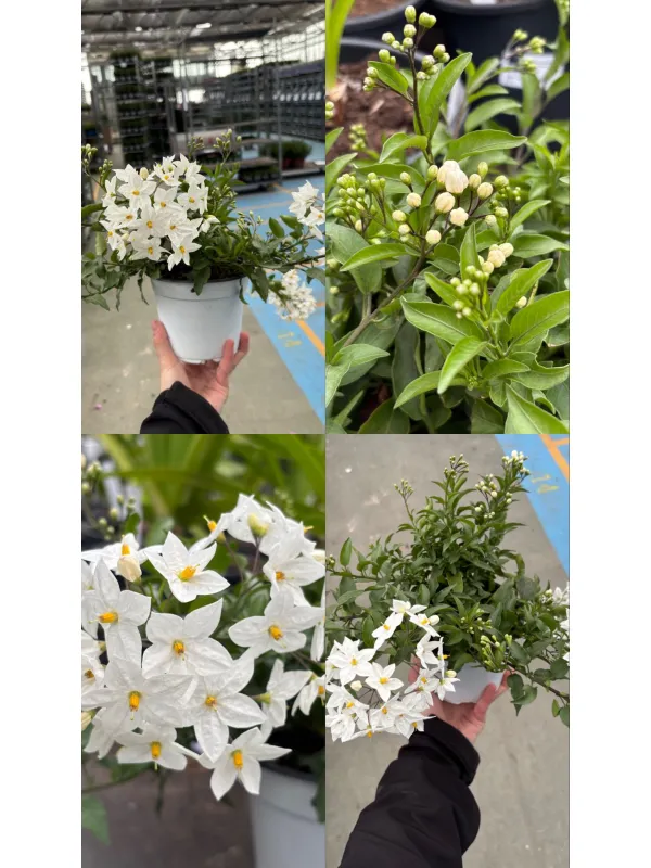 Solanum jasminoides 14 V. 14 cm - Riviera Quality Società Agricola Cooperativa