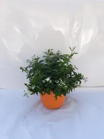 Solanum jasminoides 25 V. 25 cm - Riviera Quality Società Agricola Cooperativa