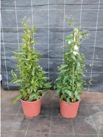 Solanum jasminoides pir. 16 h. 70/80 V. 16 cm - Riviera Quality Società Agricola Cooperativa