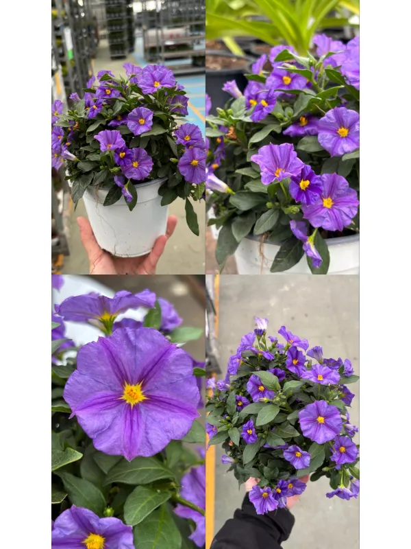 Solanum rantonetii 14 V. 14 cm - Riviera Quality Società Agricola Cooperativa