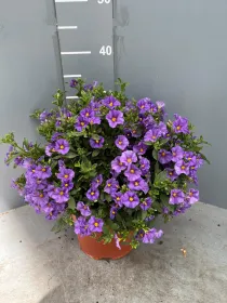 Solanum rantonetii 18 V. 18 cm - Riviera Quality Società Agricola Cooperativa