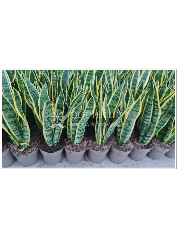 Sansevieria . mix