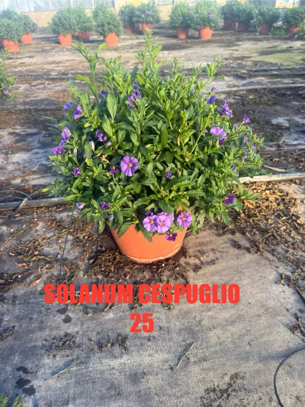 Solanum rantonetii 25 V. 25 cm - Riviera Quality Società Agricola Cooperativa