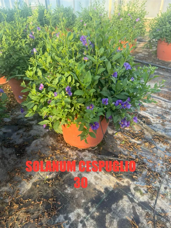 Solanum rantonetii 30 V. 30 cm - Riviera Quality Società Agricola Cooperativa