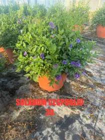 Solanum rantonetii 30 V. 30 cm - Riviera Quality Società Agricola Cooperativa
