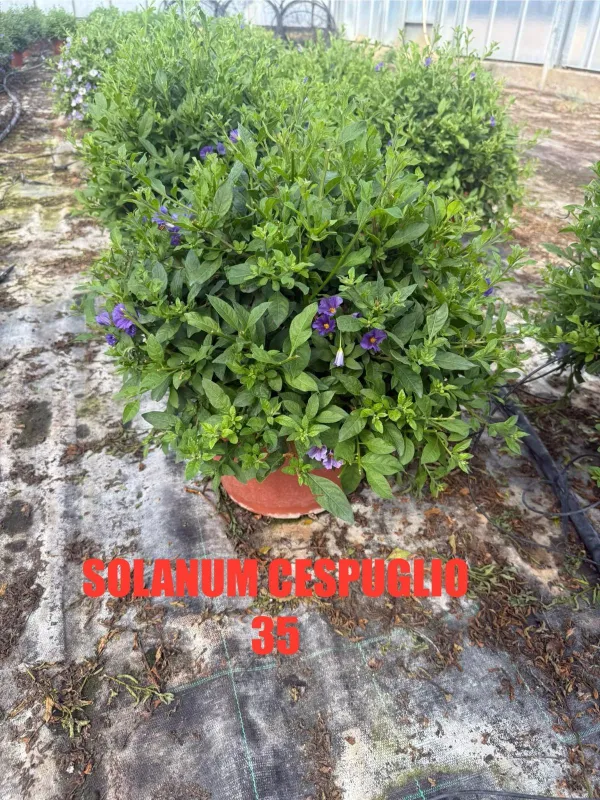 Solanum rantonetii 35 V. 35 cm - Riviera Quality Società Agricola Cooperativa