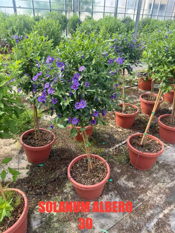 Solanum rantonetii alb. 30 h. 120 V. 30 cm - Riviera Quality Società Agricola Cooperativa