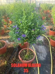 Solanum rantonetii alb. 35 h. 130 V. 35 cm - Riviera Quality Società Agricola Cooperativa