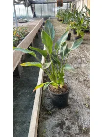 Strelitzia reginae 17 V. 17 cm - Riviera Quality Società Agricola Cooperativa