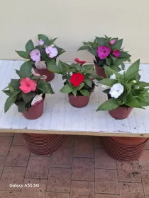 Sunpatiens 14 V. 14 cm - Riviera Quality Società Agricola Cooperativa