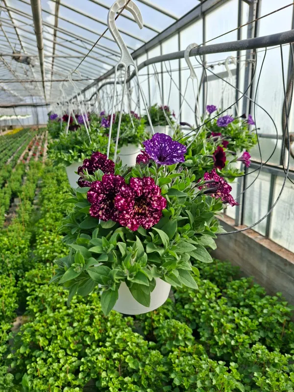 Surfinia bsk 18 V. 18 cm - Riviera Quality Società Agricola Cooperativa