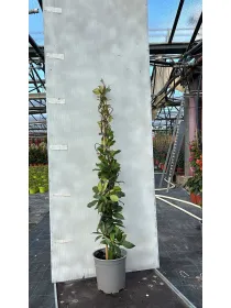 Trachelospermum jasm. 18 1canna h. 10 V. 18 cm - Riviera Quality Società Agricola Cooperativa