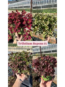 Trifolium repens 14 V. 14 cm - Riviera Quality Società Agricola Cooperativa