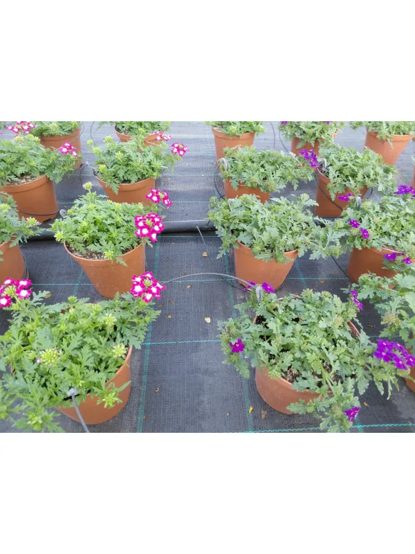 Verbena 14 V. 14 cm - Riviera Quality Società Agricola Cooperativa