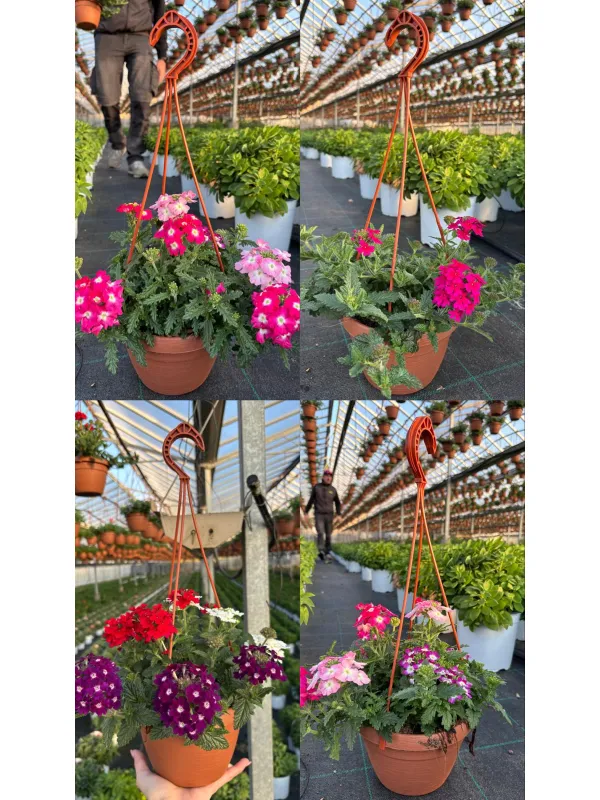 Verbena bsk 16 V. 16 cm - Riviera Quality Società Agricola Cooperativa