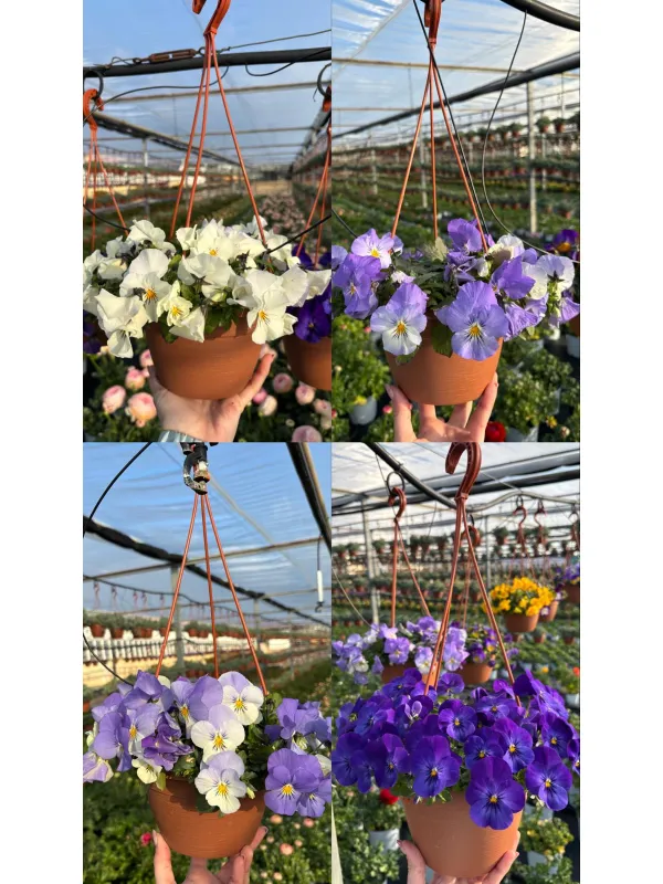 Viola cool wawe basket 16 V. 16 cm - Riviera Quality Società Agricola Cooperativa