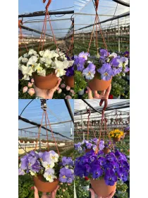 Viola cool wawe basket 16 V. 16 cm - Riviera Quality Società Agricola Cooperativa