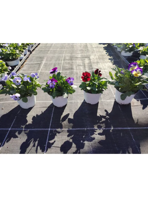 Viola cornuta 10 V. 10 cm - Riviera Quality Società Agricola Cooperativa