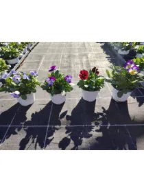 Viola cornuta 10 V. 10 cm - Riviera Quality Società Agricola Cooperativa