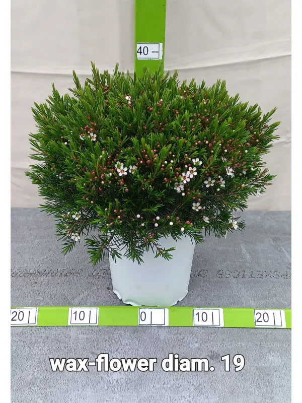 Waxflower 19 V. 18 cm - Riviera Quality Società Agricola Cooperativa