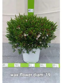 Waxflower 19 V. 18 cm - Riviera Quality Società Agricola Cooperativa