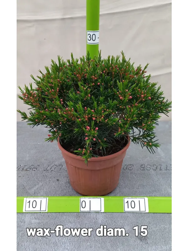 Waxflower v15 V. 15 cm - Riviera Quality Società Agricola Cooperativa