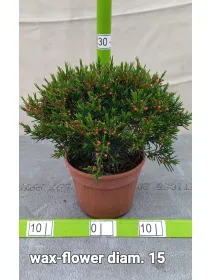 Waxflower v15 V. 15 cm - Riviera Quality Società Agricola Cooperativa
