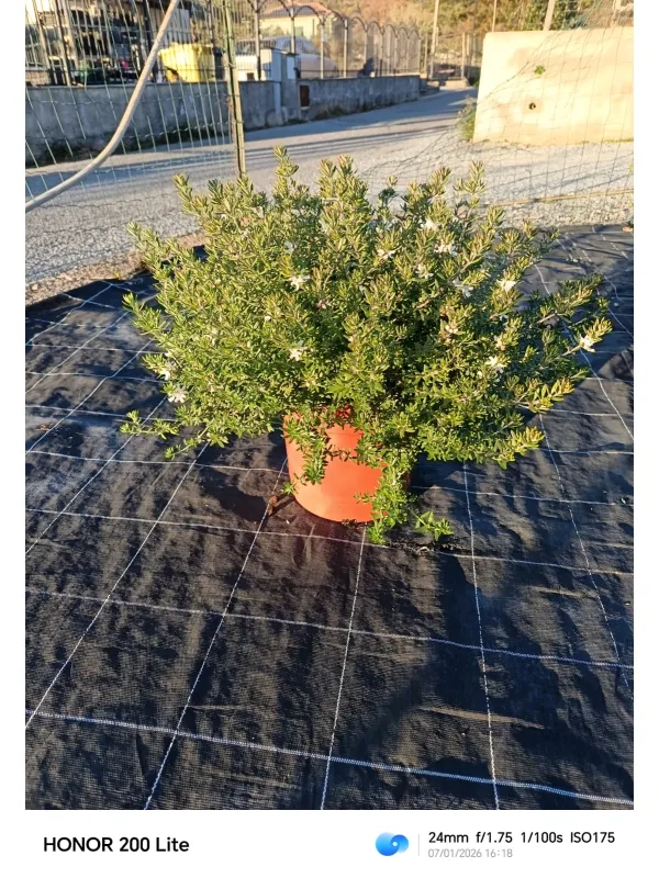 Westringea 25 V. 25 cm - Riviera Quality Società Agricola Cooperativa