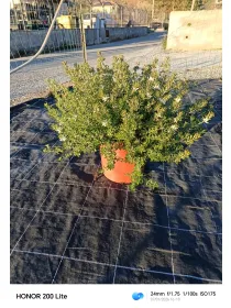 Westringea 25 V. 25 cm - Riviera Quality Società Agricola Cooperativa