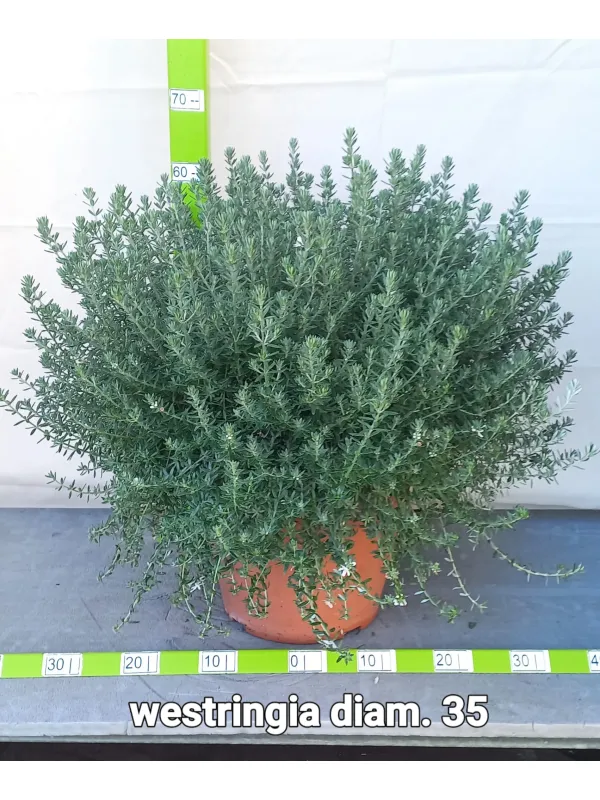 Westringea 35 V. 35 cm - Riviera Quality Società Agricola Cooperativa