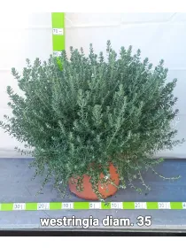 Westringea 35 V. 35 cm - Riviera Quality Società Agricola Cooperativa