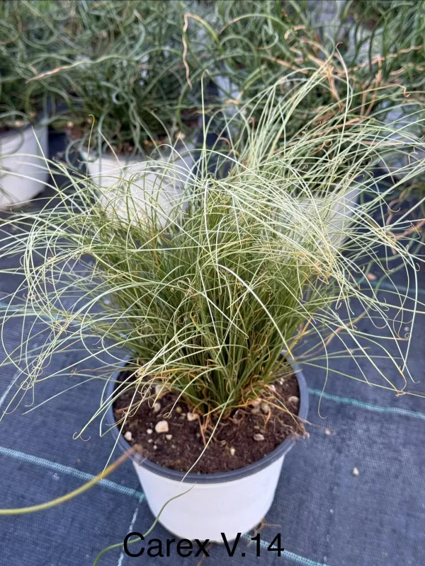 Carex 14 V. 14 cm - Riviera Quality Società Agricola Cooperativa