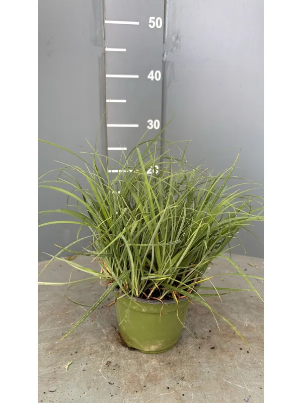 Carex sole 14 V. 14 cm - Riviera Quality Società Agricola Cooperativa