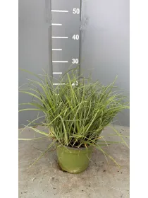 Carex sole 14 V. 14 cm - Riviera Quality Società Agricola Cooperativa