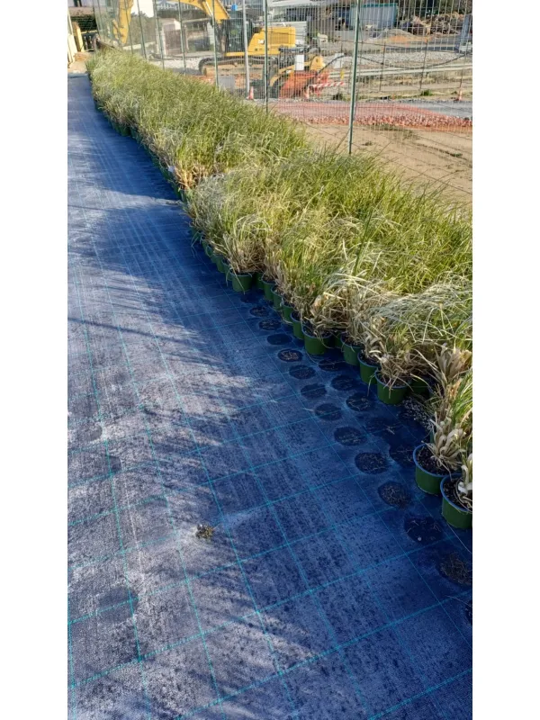 Cortaderia selloana 14 V. 14 cm - Riviera Quality Società Agricola Cooperativa