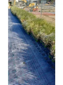 Cortaderia selloana 14 V. 14 cm - Riviera Quality Società Agricola Cooperativa