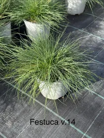 Festuca glauca 14 V. 14 cm - Riviera Quality Società Agricola Cooperativa