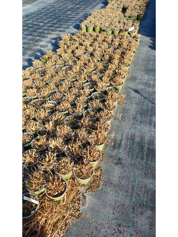 Miscanthus sinensis ø14 V. 14 cm - Riviera Quality Società Agricola Cooperativa