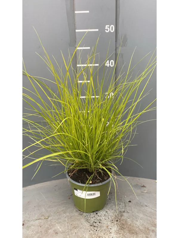 Pennisetum 14 V. 14 cm - Riviera Quality Società Agricola Cooperativa
