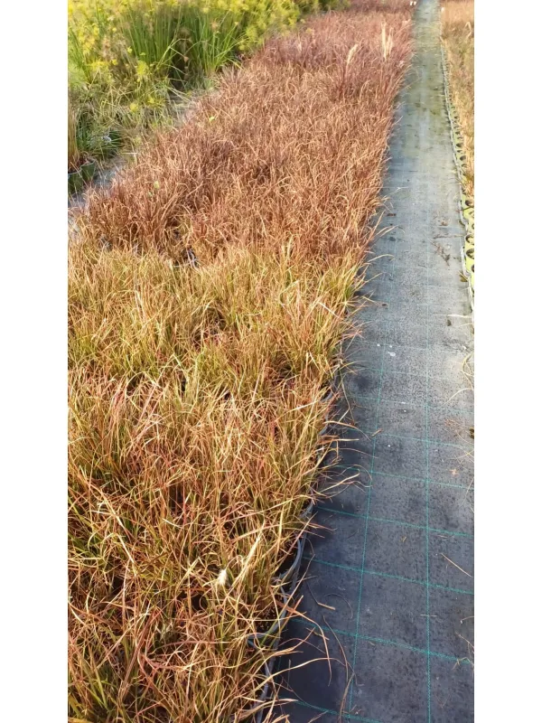 Pennisetum advena 14 V. 14 cm - Riviera Quality Società Agricola Cooperativa