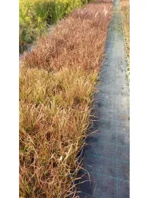 Pennisetum advena 14 V. 14 cm - Riviera Quality Società Agricola Cooperativa