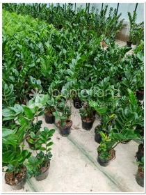 Zamioculcas